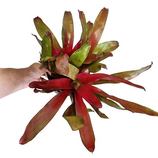 Bromeliad Neoregelia Assorted - View 2 from www redcrocus com