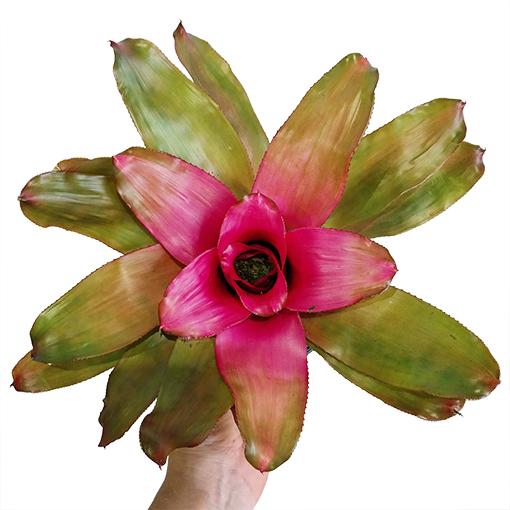 Bromeliad Neoregelia Assorted - View 3 from www redcrocus com