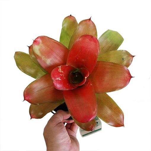 Bromeliad Neoregelia Assorted - View 4 from www redcrocus com