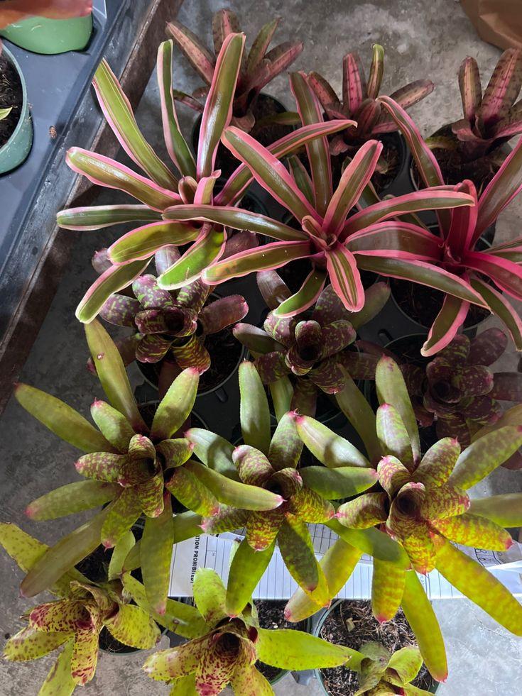 Bromeliad Neoregelia Assorted - View 6 from www redcrocus com
