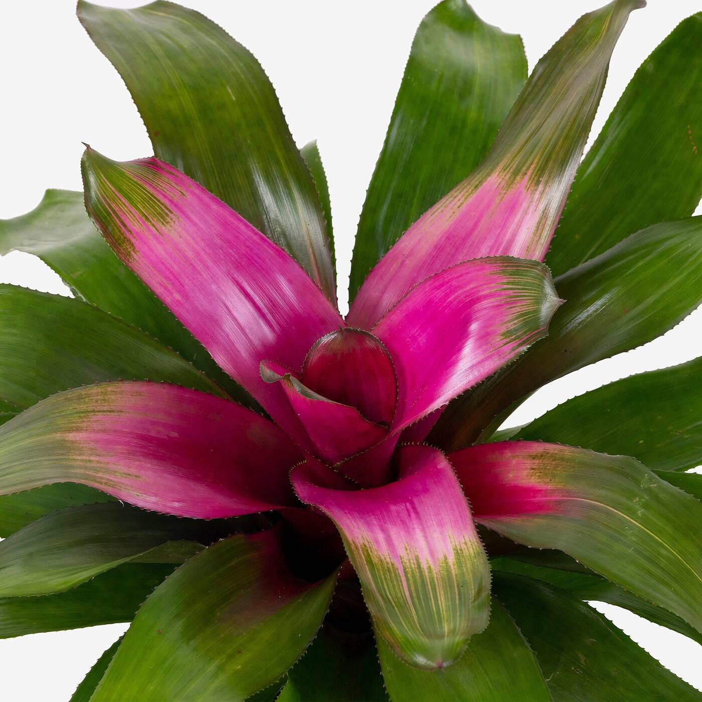 Bromeliad Neoregelia Assorted - View 7 from www redcrocus com