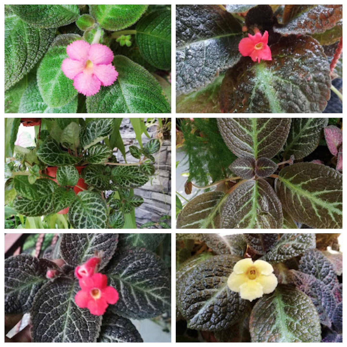 Episcia, Assorted - View 11 from www redcrocus com