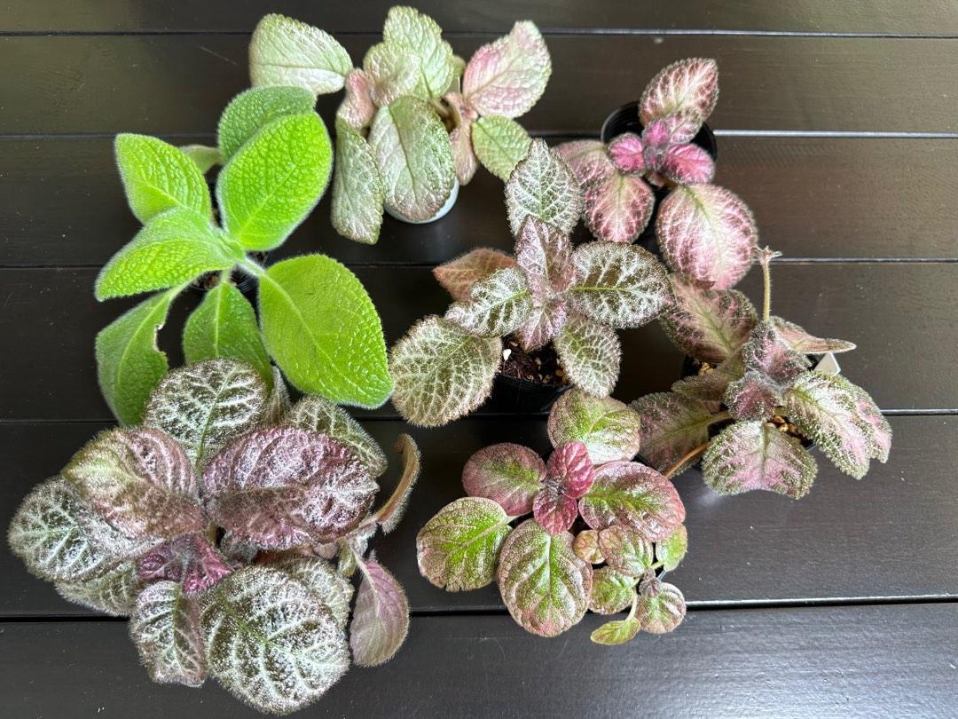 Episcia, Assorted - View 14 from www redcrocus com