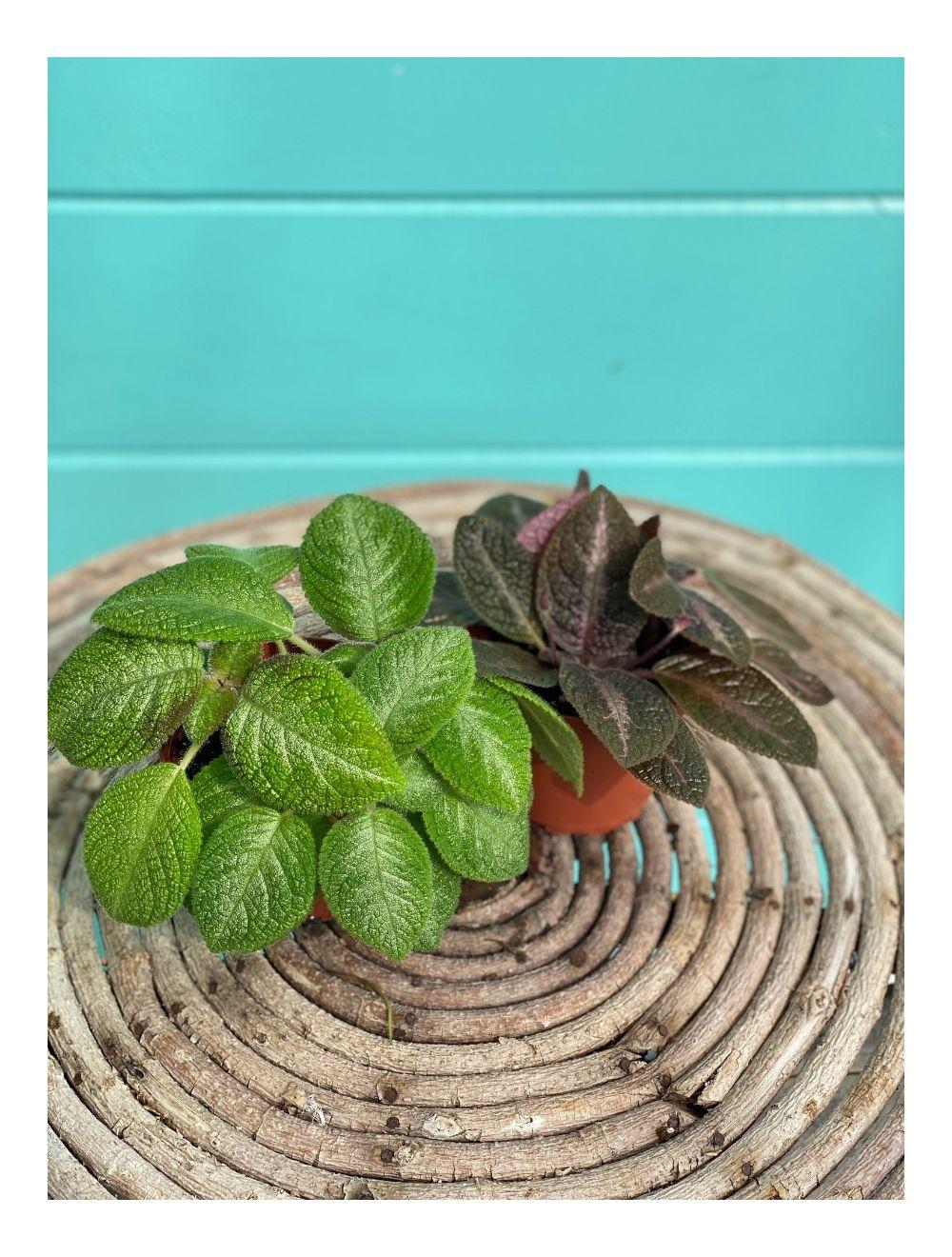 Episcia, Assorted - View 15 from www redcrocus com