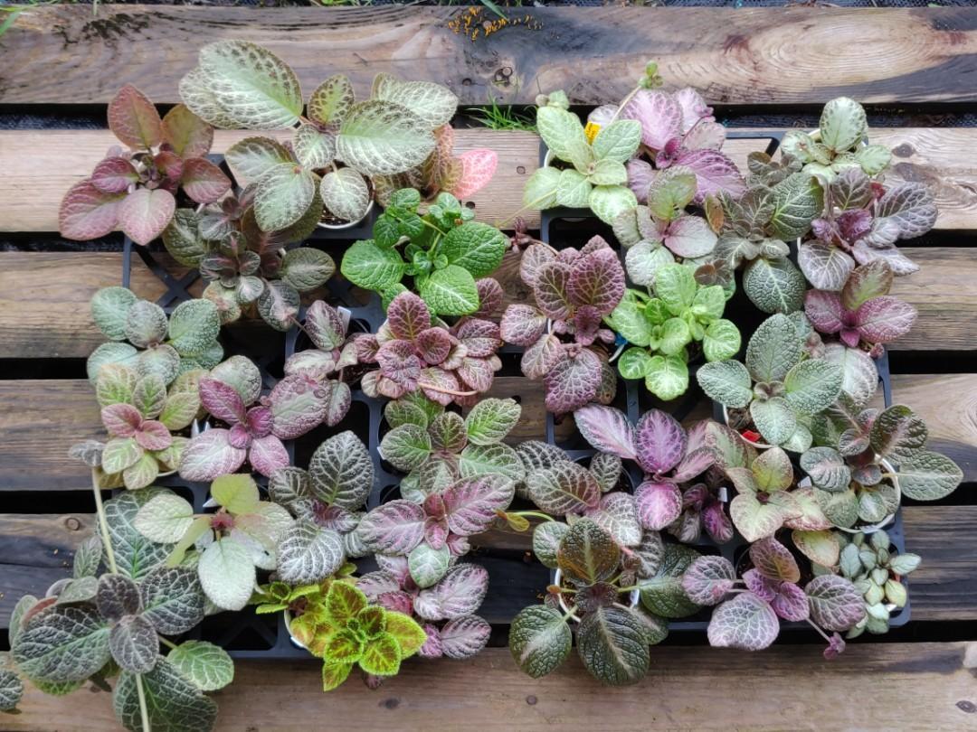 Episcia, Assorted - View 18 from www redcrocus com