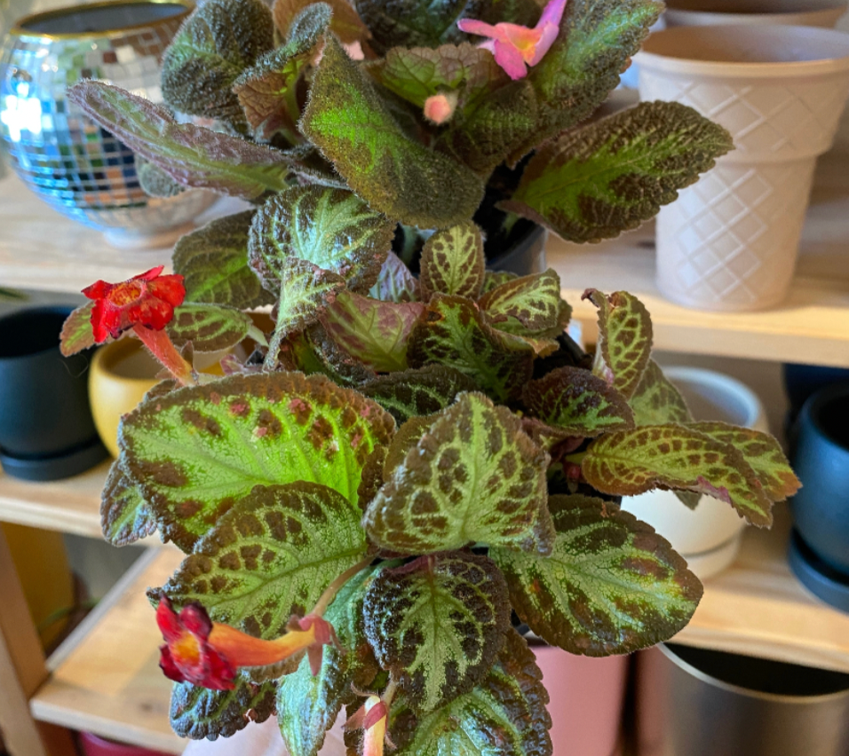 Episcia, Assorted - View 1 from www redcrocus com