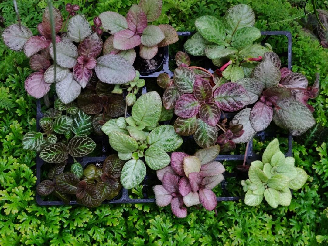 Episcia, Assorted - View 5 from www redcrocus com