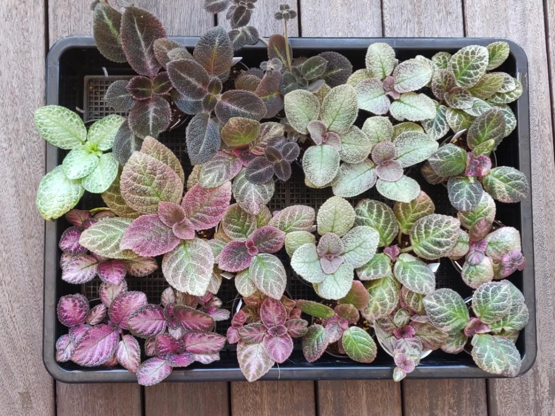 Episcia, Assorted - View 6 from www redcrocus com