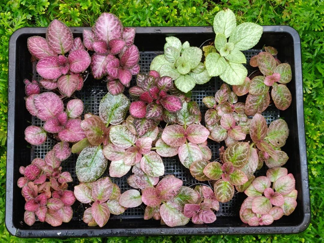 Episcia, Assorted - View 7 from www redcrocus com