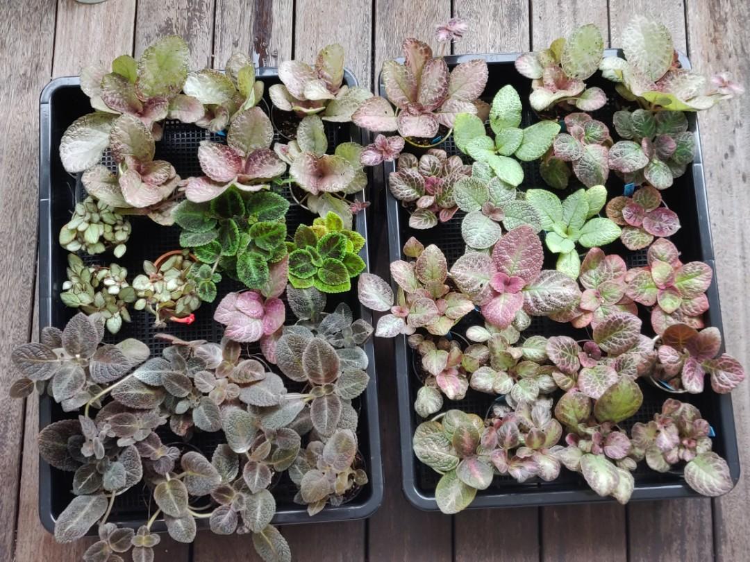 Episcia, Assorted - View 8 from www redcrocus com