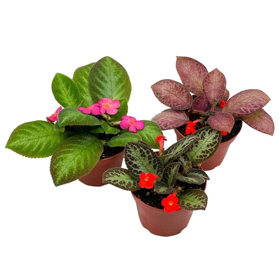 Episcia Assorted - View 10 from www redcrocus com