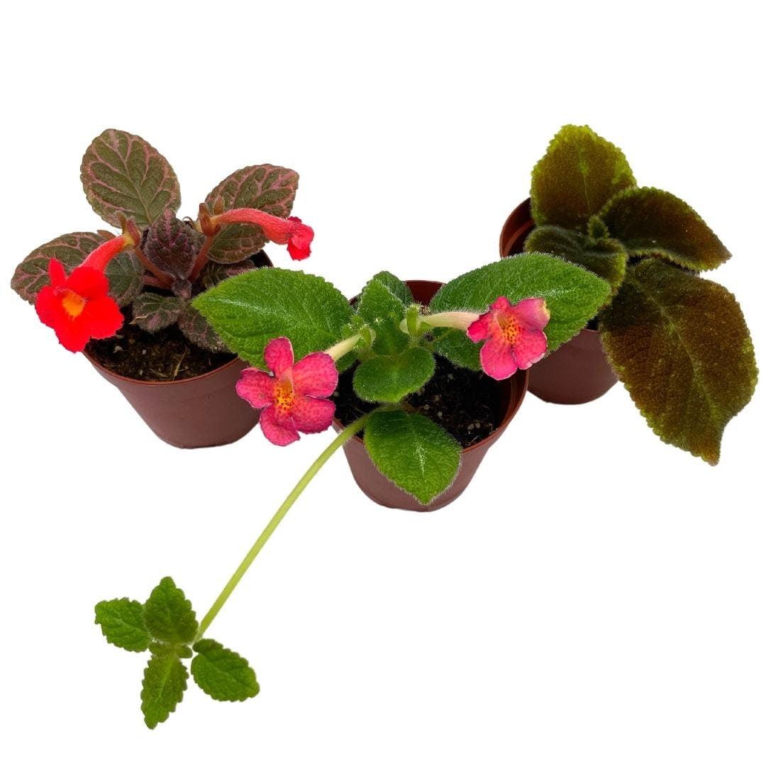 Episcia Assorted - View 12 from www redcrocus com
