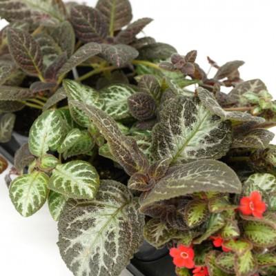 Episcia Assorted - View 13 from www redcrocus com