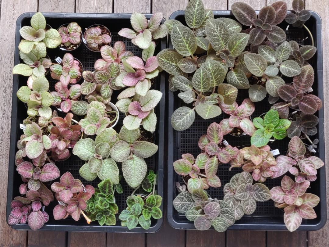 Episcia Assorted - View 14 from www redcrocus com