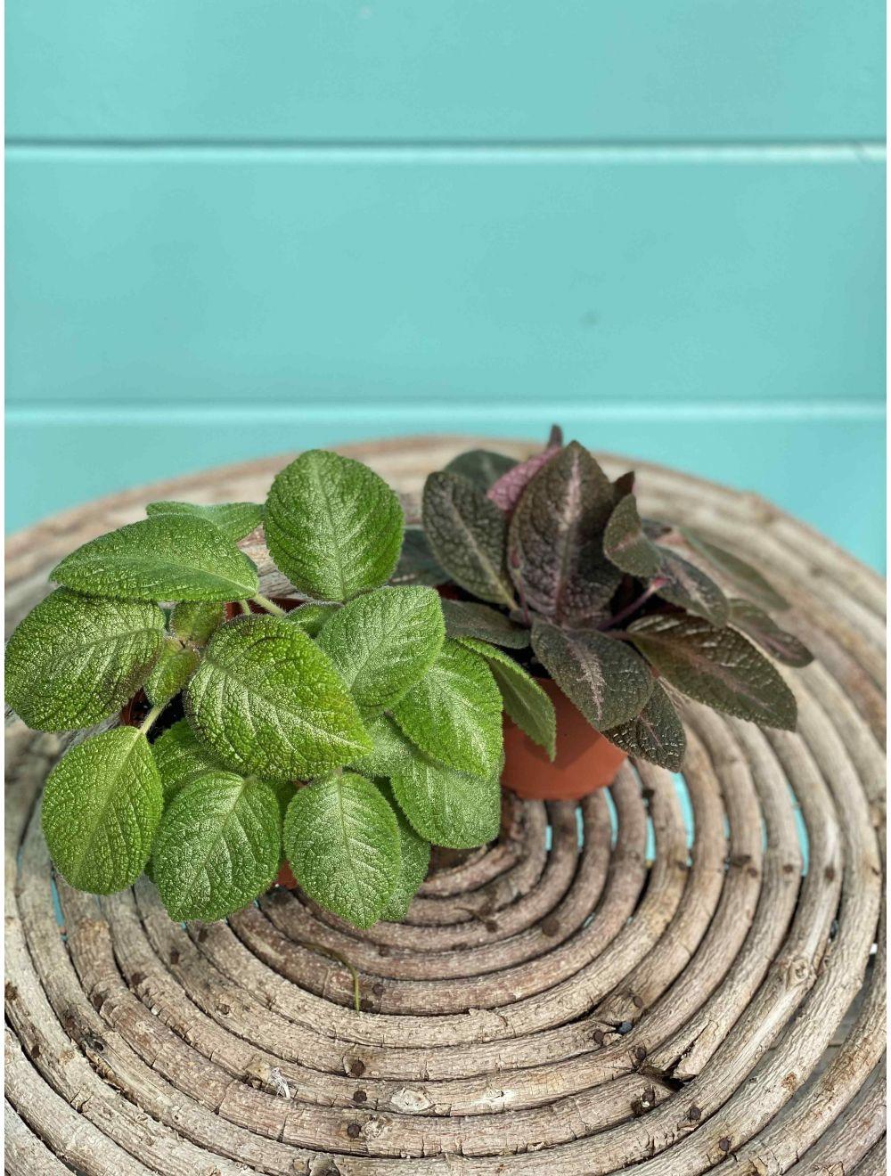 Episcia Assorted - View 16 from www redcrocus com
