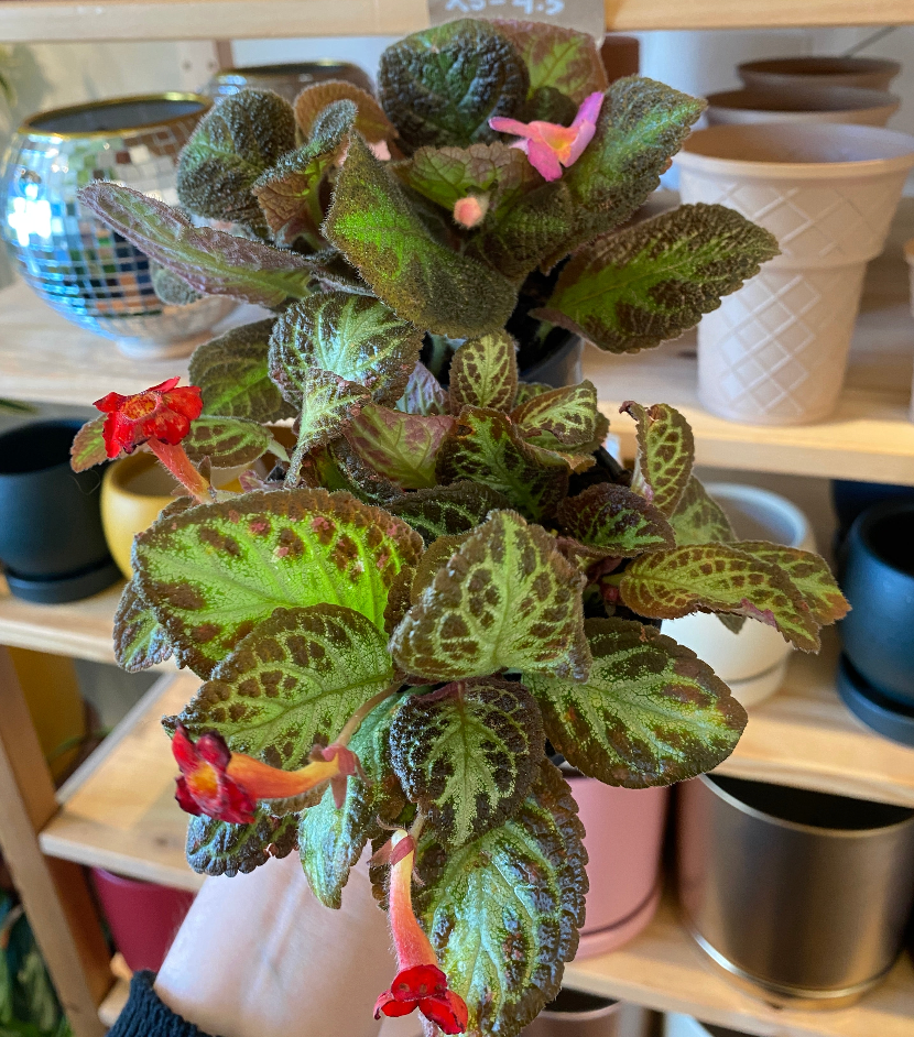 Episcia Assorted - View 1 from www redcrocus com