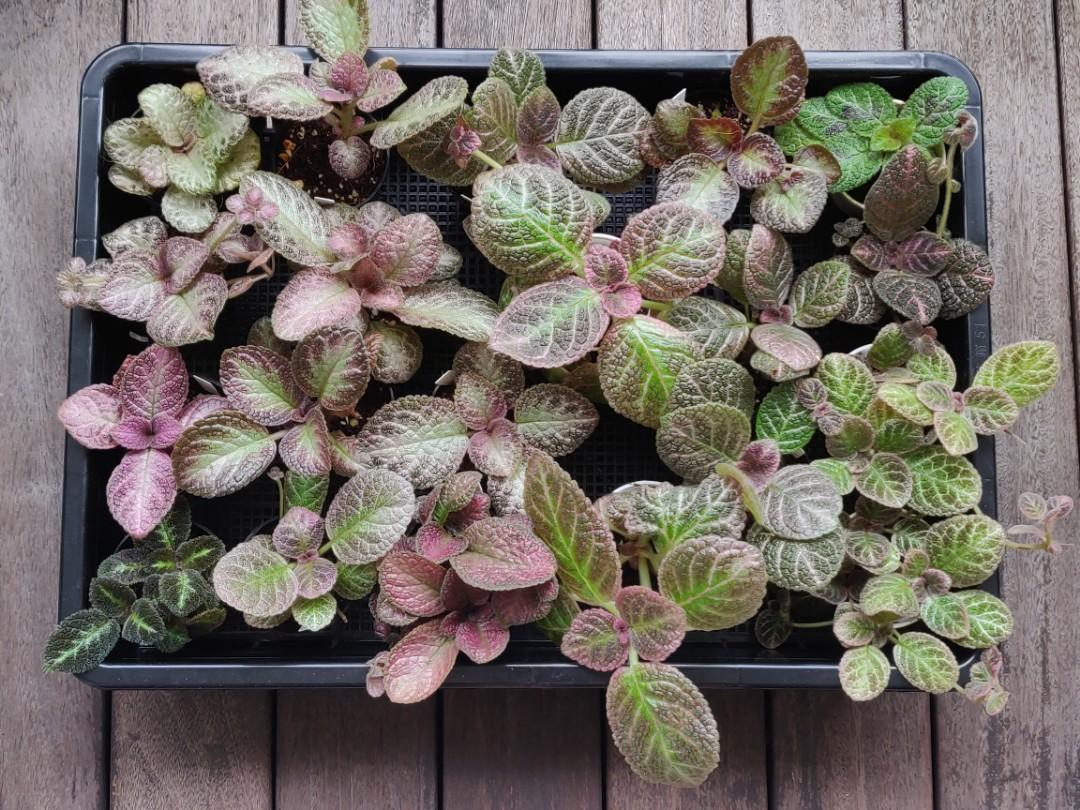 Episcia Assorted - View 3 from www redcrocus com