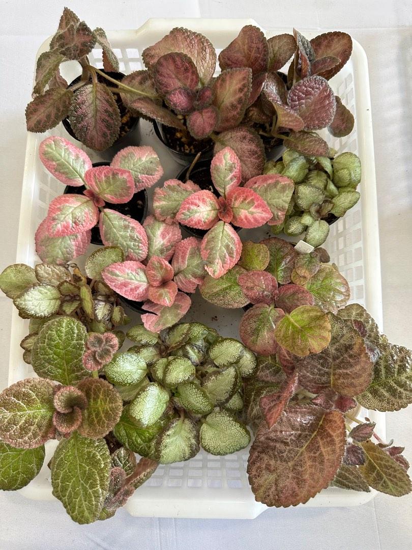 Episcia Assorted - View 5 from www redcrocus com