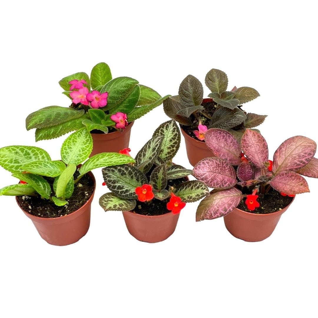 Episcia Assorted - View 7 from www redcrocus com