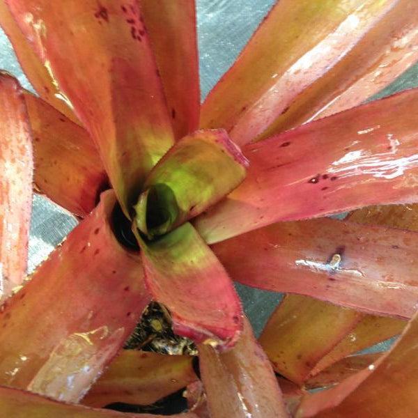Bromeliad, Portea, Assorted - View 10 from www redcrocus com