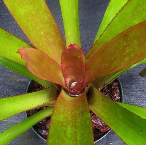 Bromeliad, Portea, Assorted - View 11 from www redcrocus com