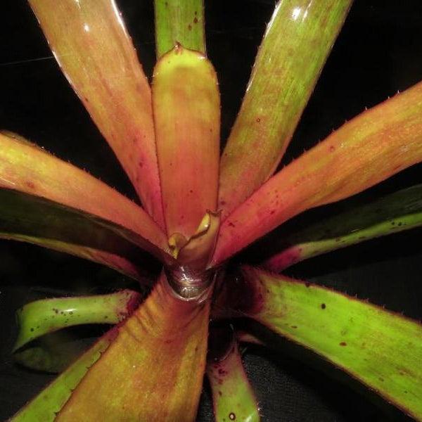 Bromeliad, Portea, Assorted - View 13 from www redcrocus com
