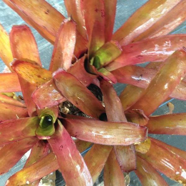 Bromeliad, Portea, Assorted - View 14 from www redcrocus com