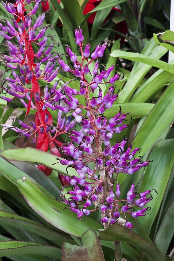 Bromeliad, Portea, Assorted - View 1 from www redcrocus com