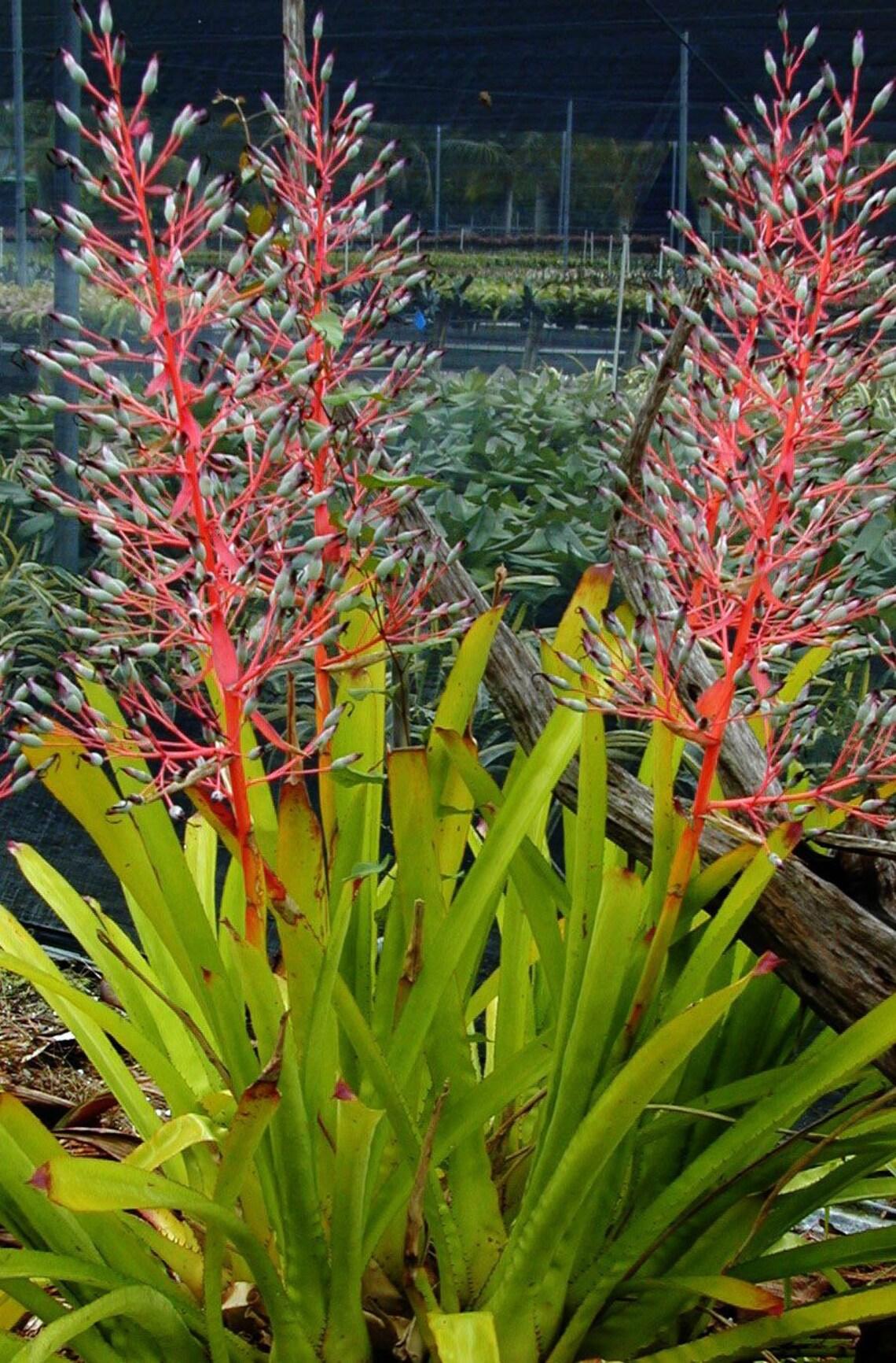 Bromeliad, Portea, Assorted - View 3 from www redcrocus com