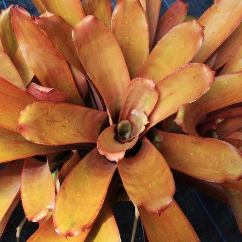 Bromeliad, Portea, Assorted - View 6 from www redcrocus com