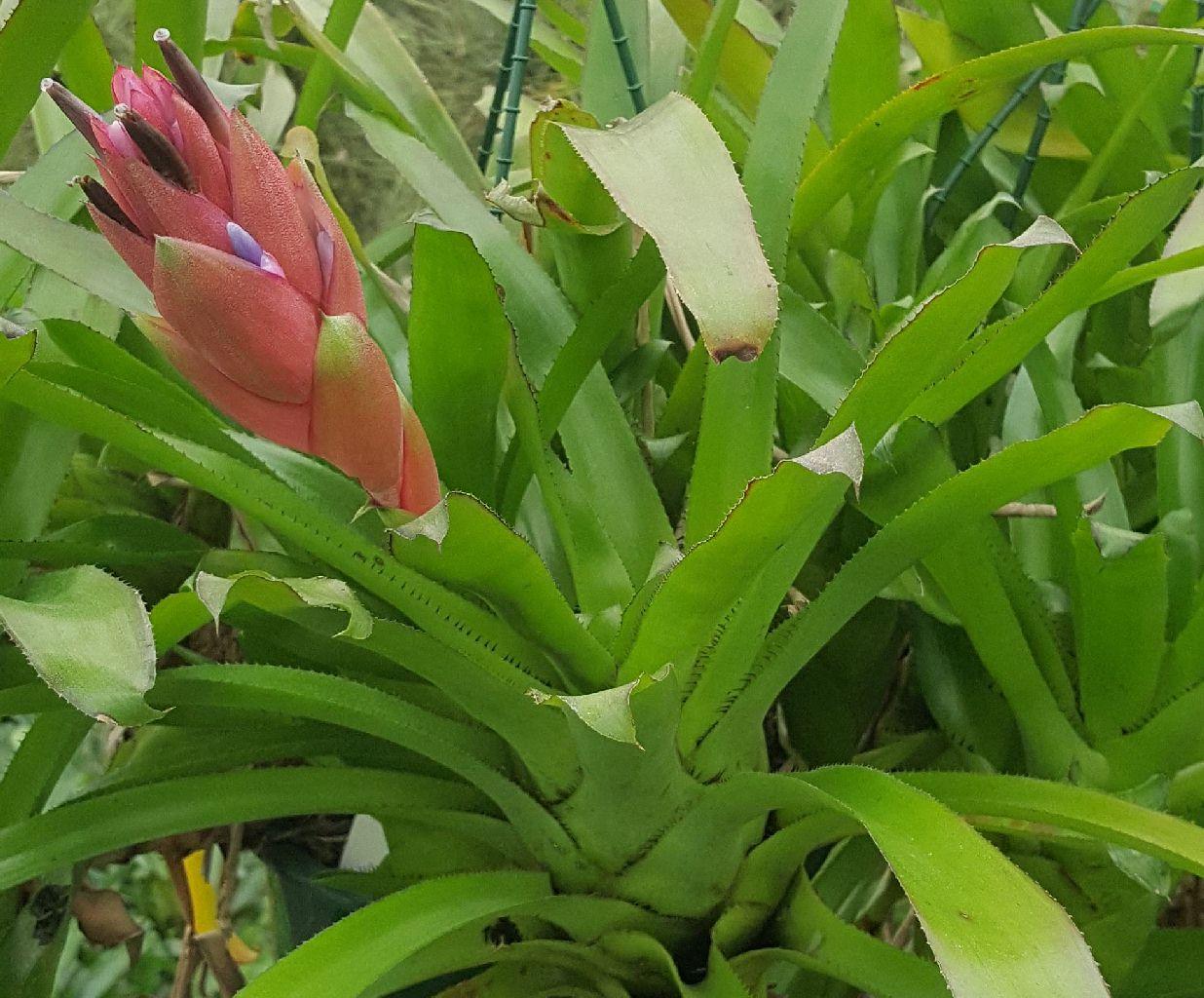 Bromeliad, Portea, Assorted - View 7 from www redcrocus com