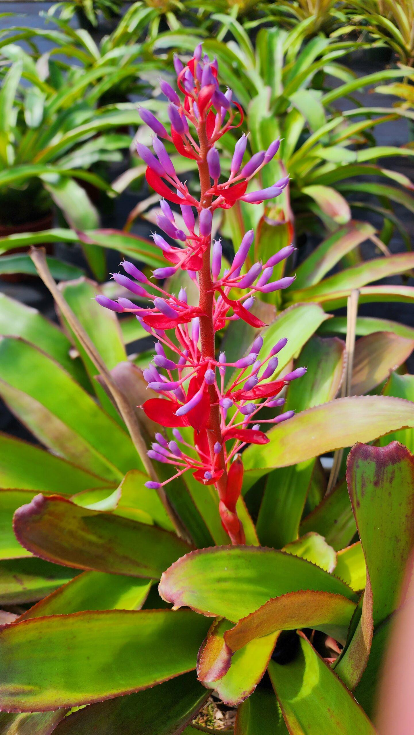 Bromeliad, Portea, Assorted - View 8 from www redcrocus com