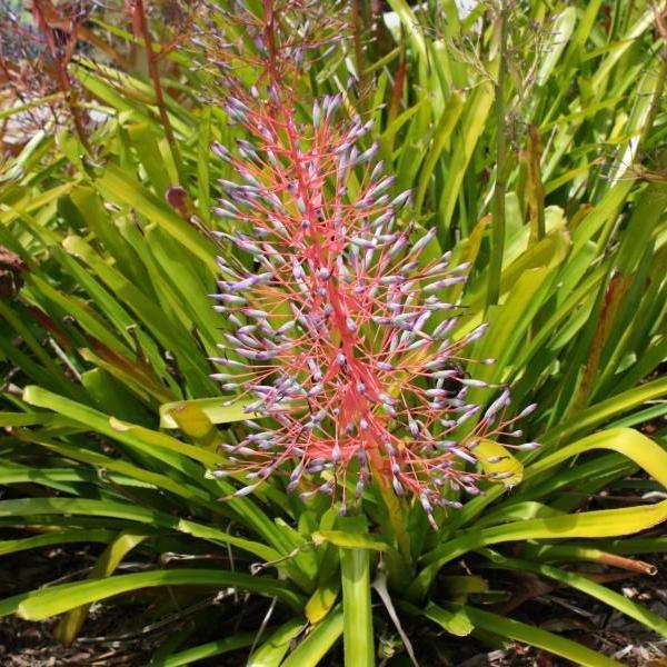 Bromeliad, Portea, Assorted - View 9 from www redcrocus com