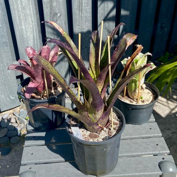 Bromeliad Portea Assorted - View 10 from www redcrocus com