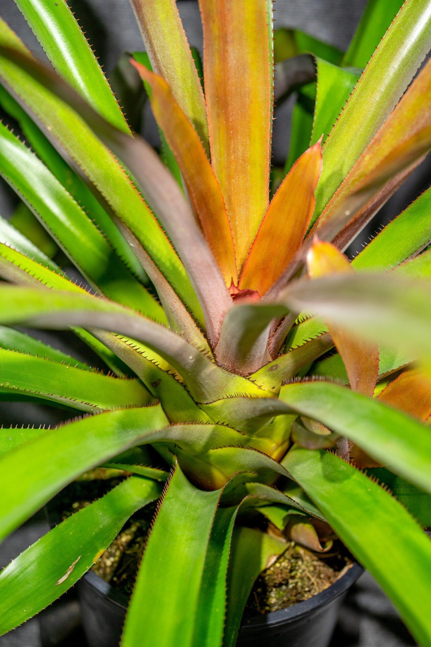 Bromeliad Portea Assorted - View 1 from www redcrocus com