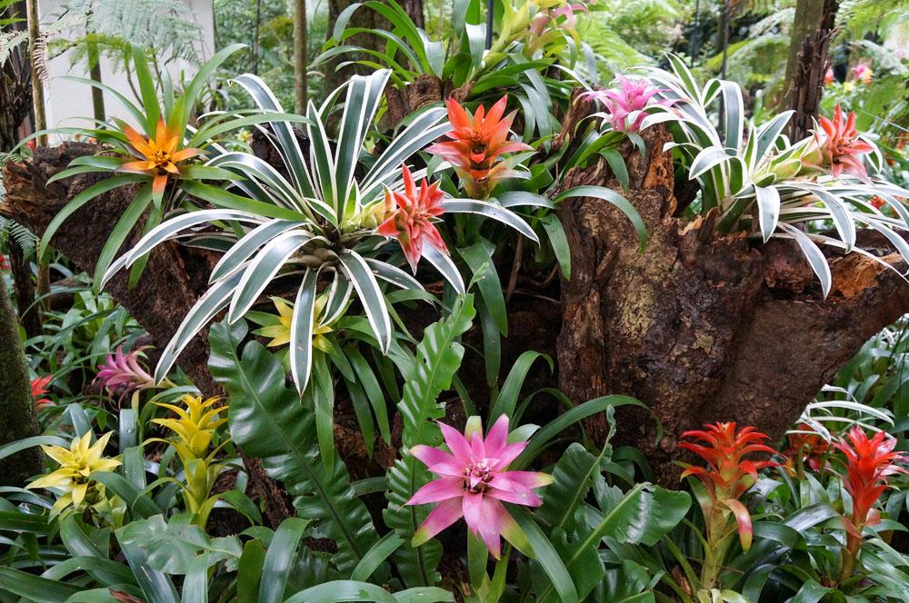 Bromeliad Portea Assorted - View 4 from www redcrocus com