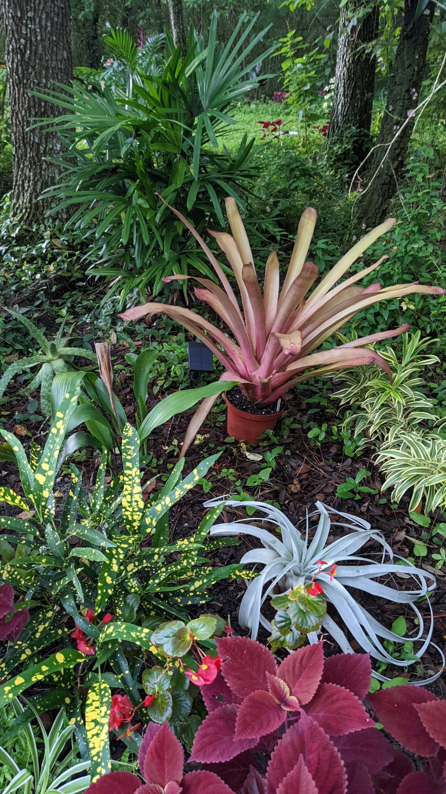 Bromeliad Portea Assorted - View 5 from www redcrocus com