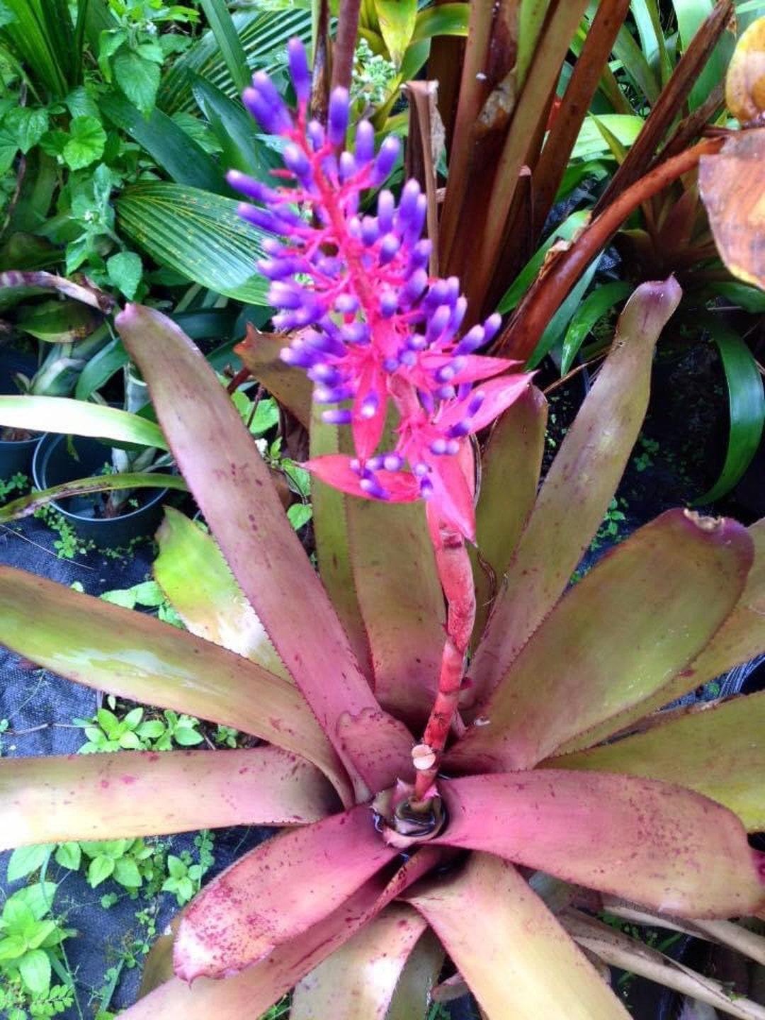 Bromeliad Portea Assorted - View 6 from www redcrocus com