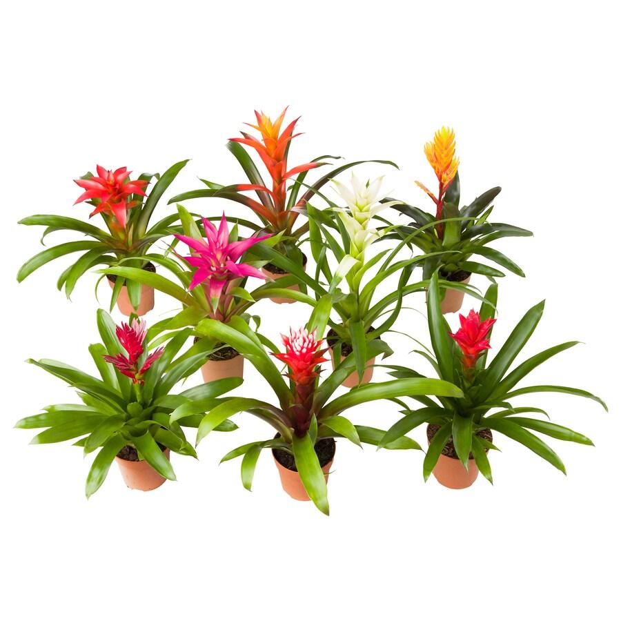 Bromeliad Portea Assorted - View 7 from www redcrocus com