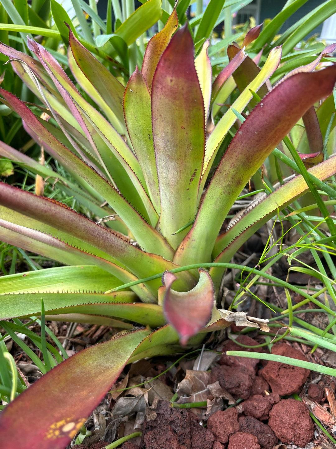 Bromeliad Portea Assorted - View 8 from www redcrocus com