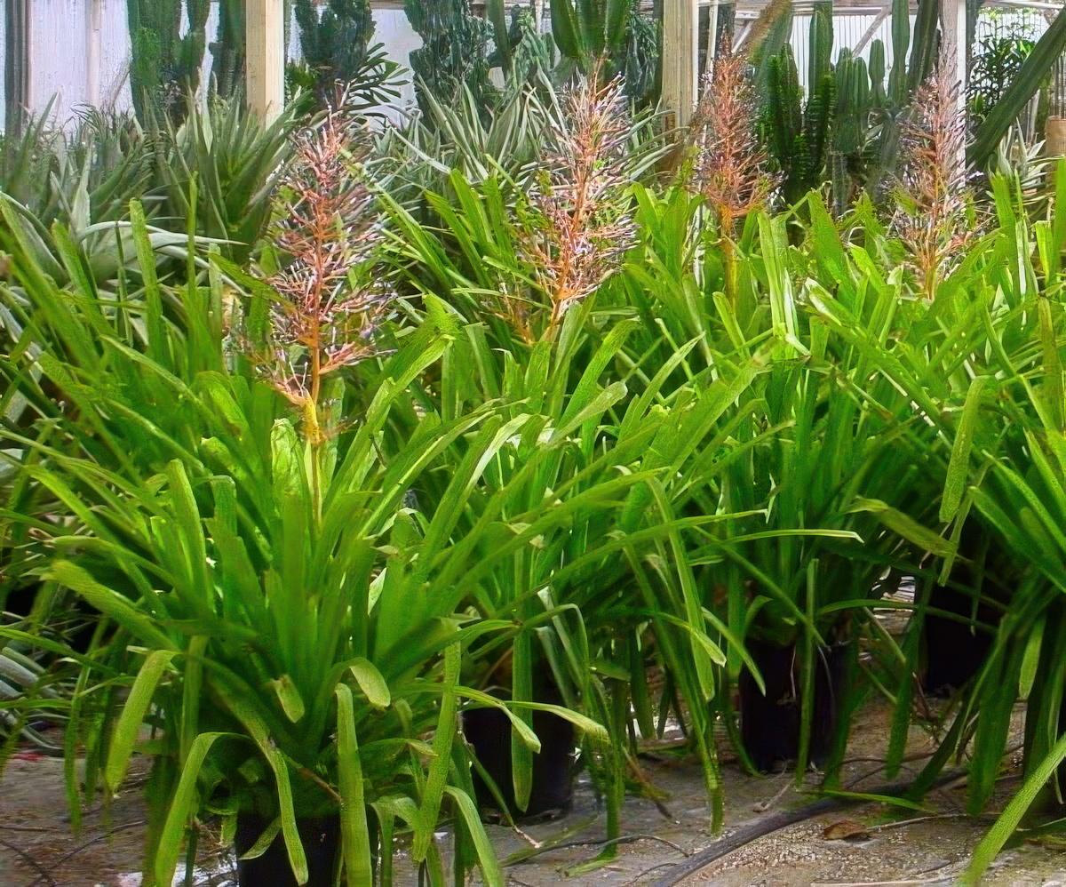 Bromeliad Portea Assorted - View 9 from www redcrocus com