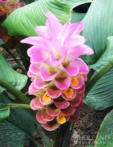 Curcuma, Assorted - View 4 from www redcrocus com