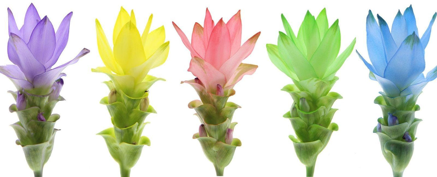 Curcuma, Assorted - View 5 from www redcrocus com