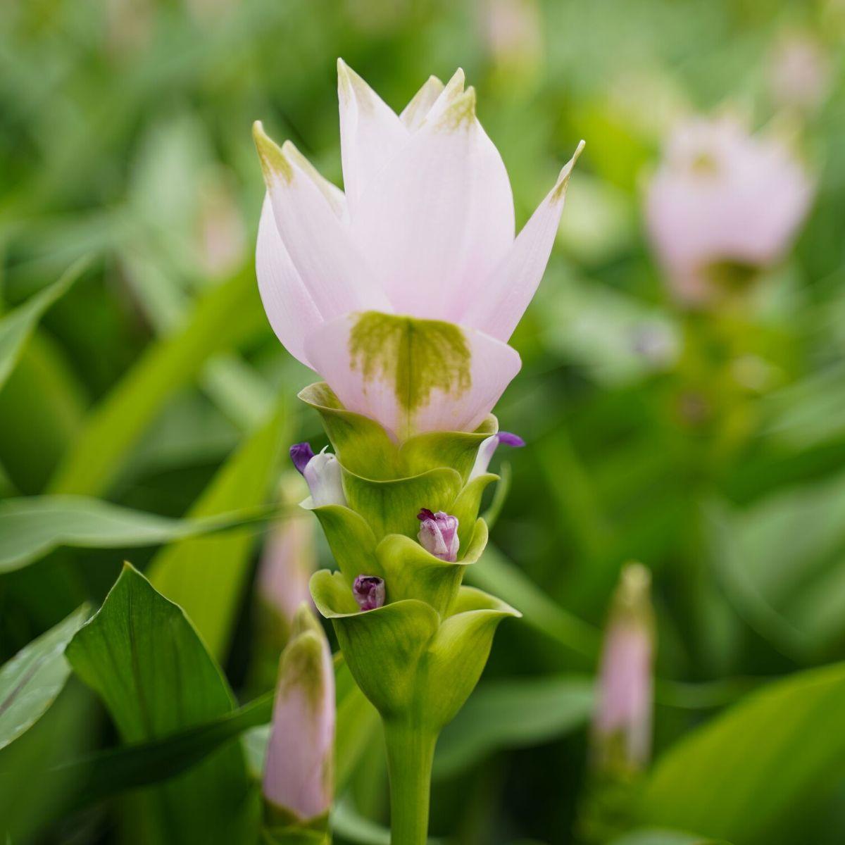 Curcuma, Assorted - View 9 from www redcrocus com