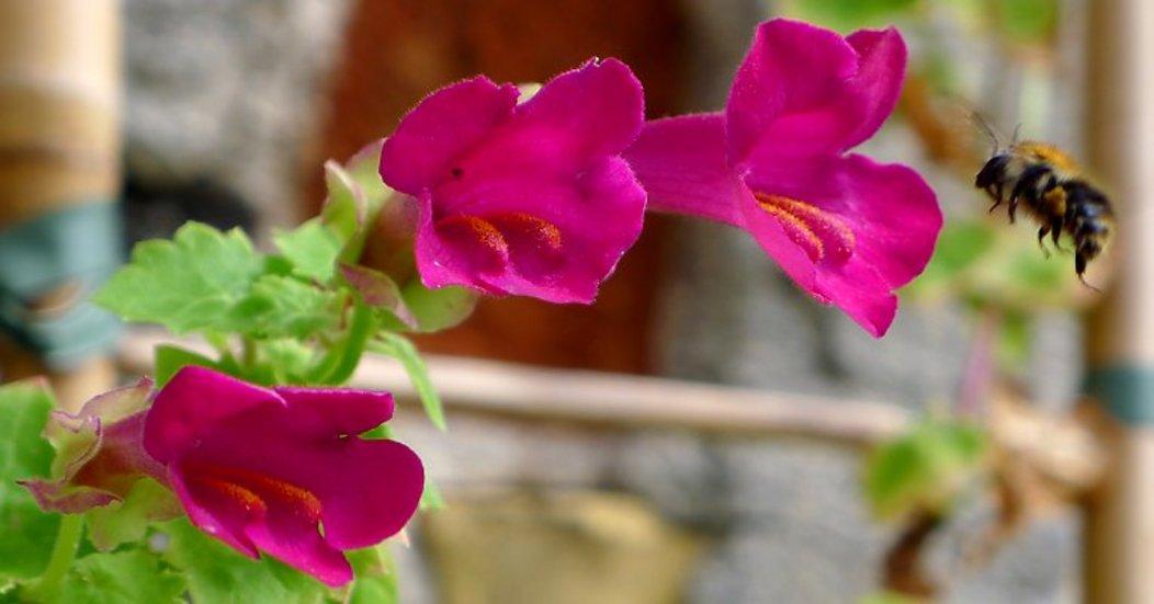 Lophospermum, Assorted - View 9 from www redcrocus com