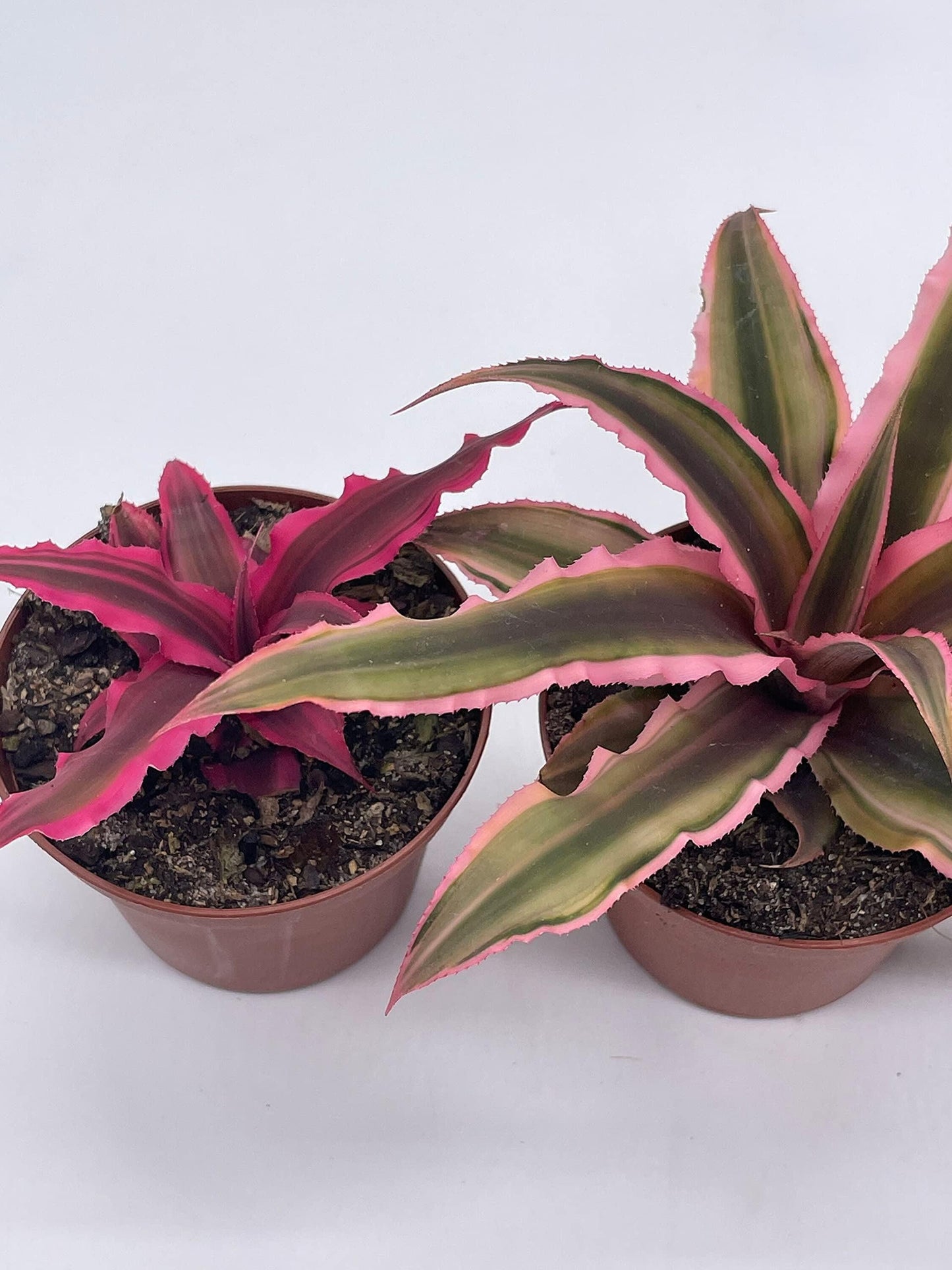 Bromeliad, Cryptanthus, Assorted - View 12 from www redcrocus com