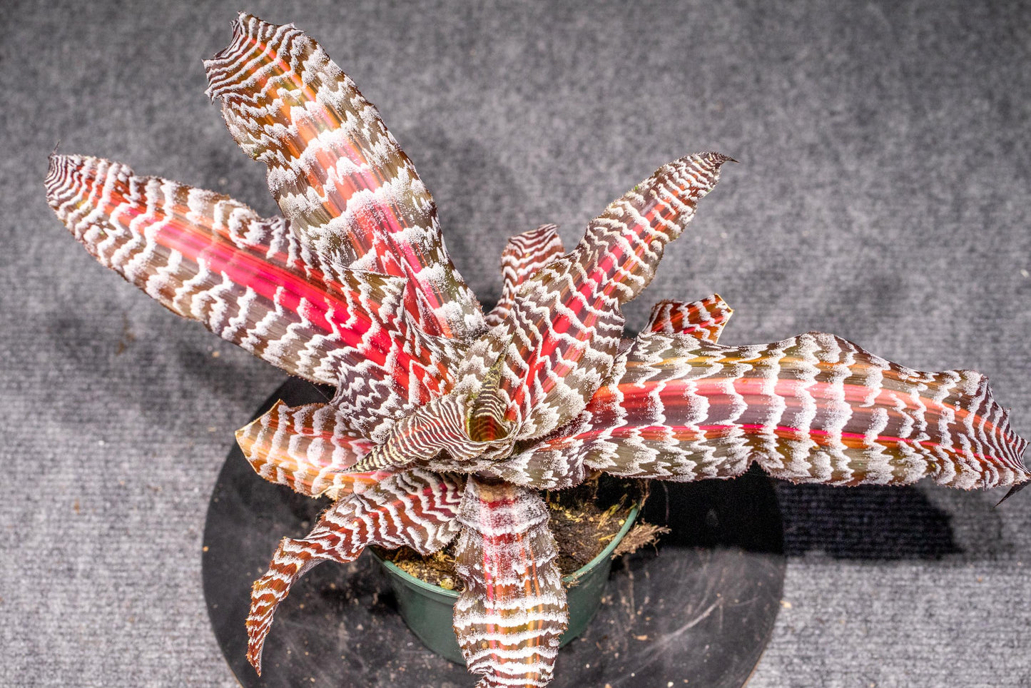 Bromeliad, Cryptanthus, Assorted - View 13 from www redcrocus com