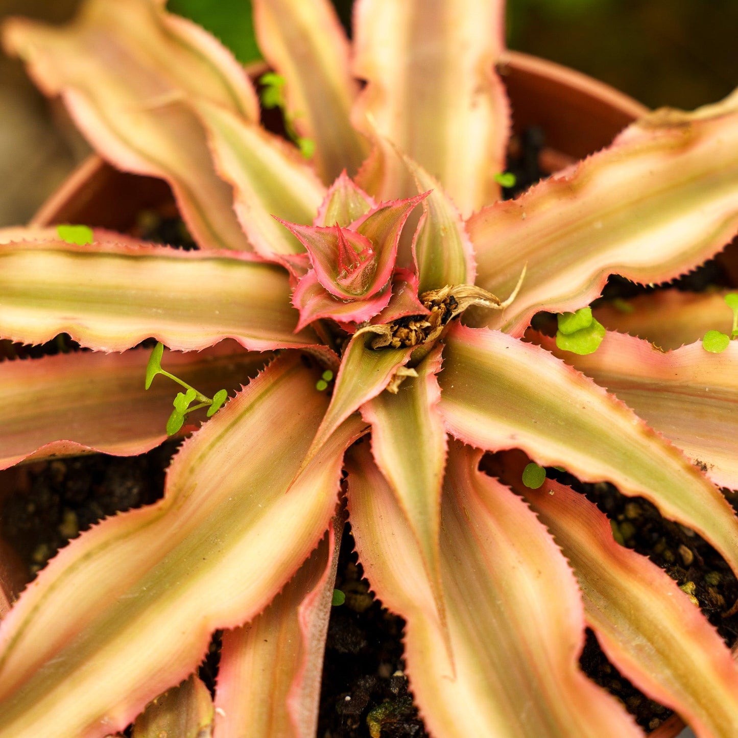 Bromeliad, Cryptanthus, Assorted - View 15 from www redcrocus com