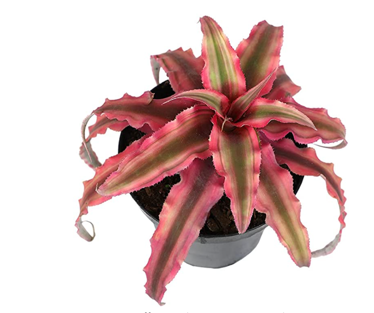 Bromeliad, Cryptanthus, Assorted - View 2 from www redcrocus com