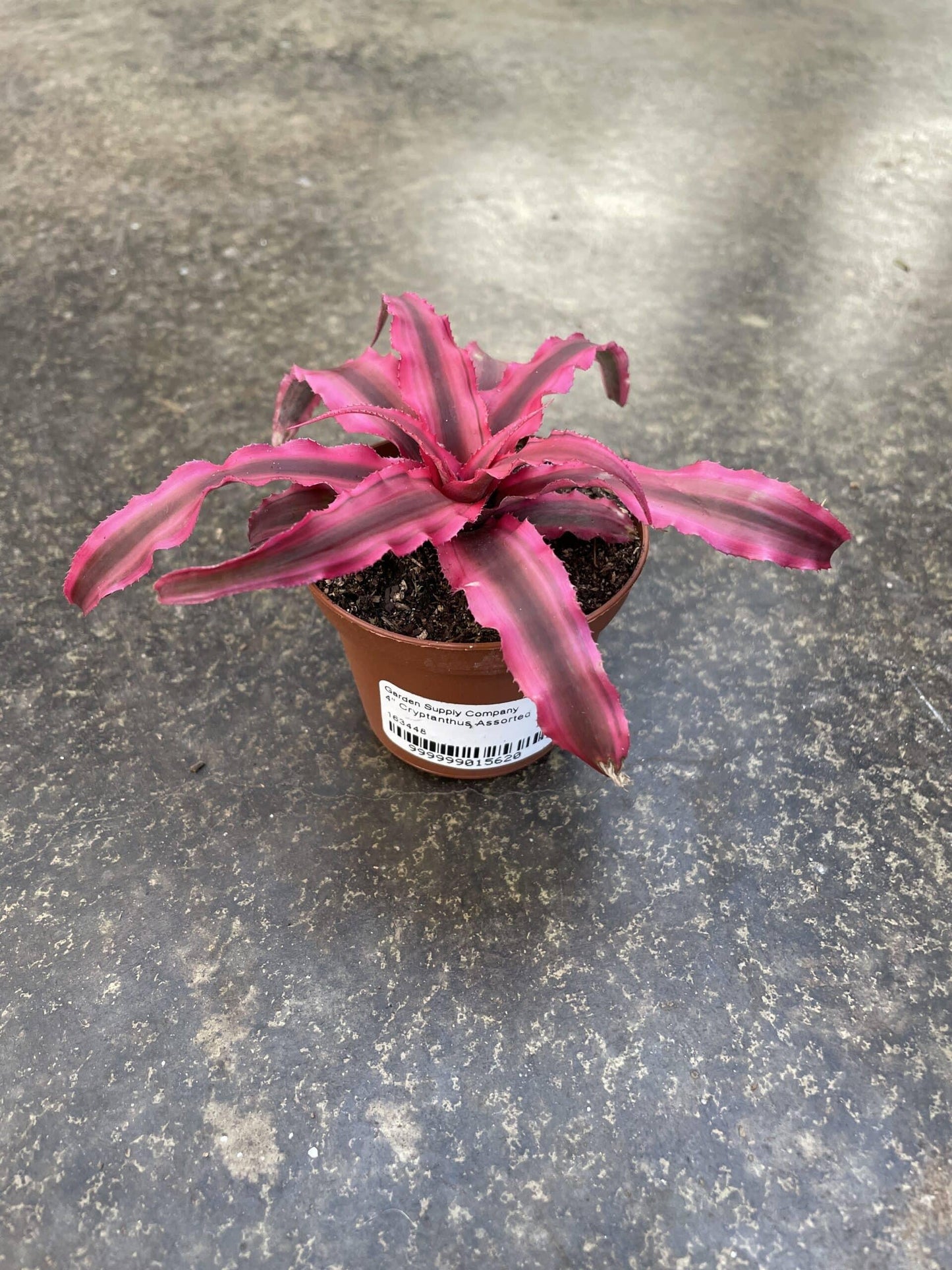Bromeliad, Cryptanthus, Assorted - View 4 from www redcrocus com